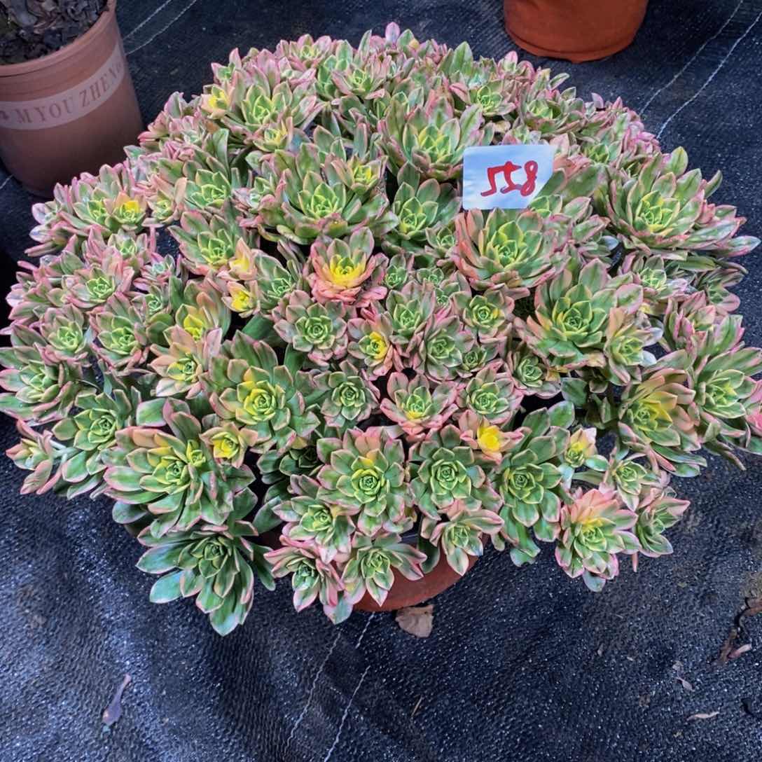 558号甜茶法师多肉