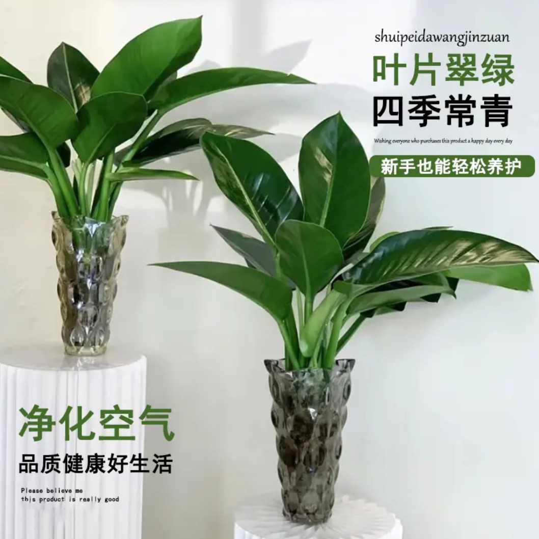 大叶金钻高50-60cm水培绿植室内吸甲醛净化桌面观赏好养观叶植物