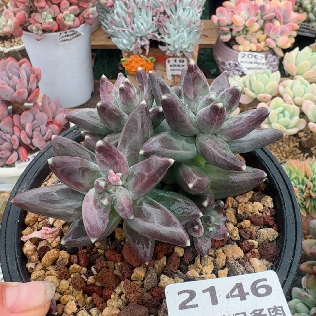 2146一物一拍（满28包邮）