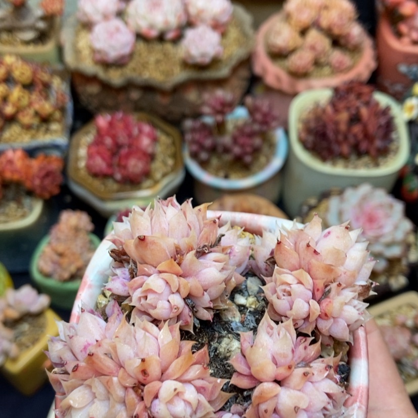 【闪购商品】海琳娜