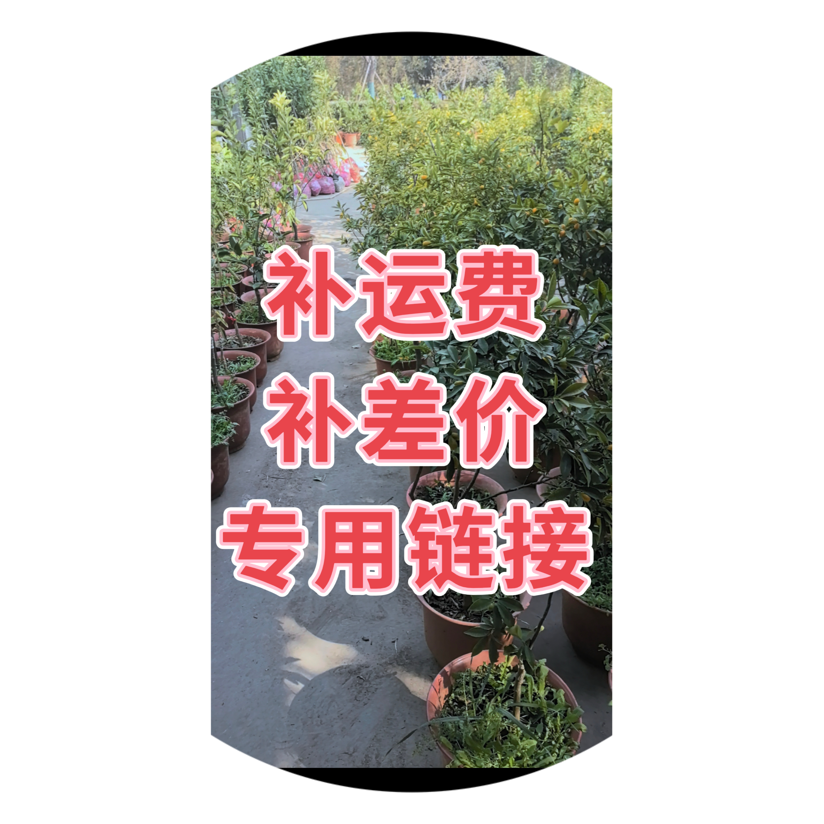 橘子树苗 补差价  补运费