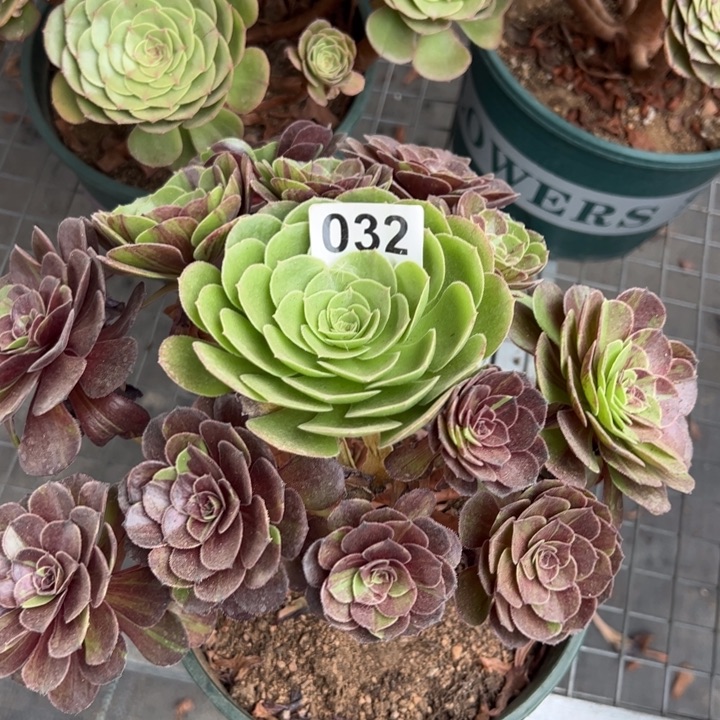 032花月夜22厘米左右