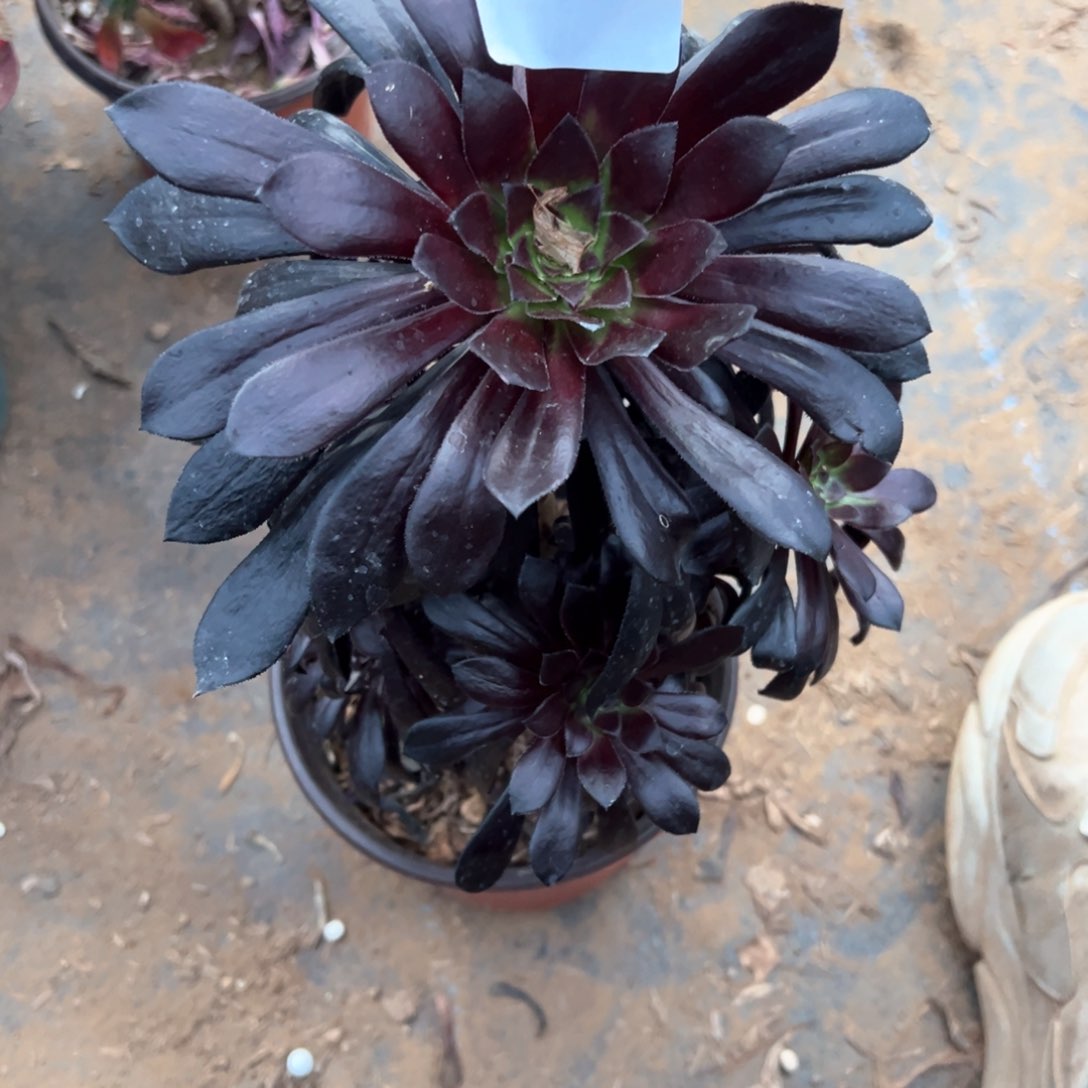 553号墨法师多肉植物