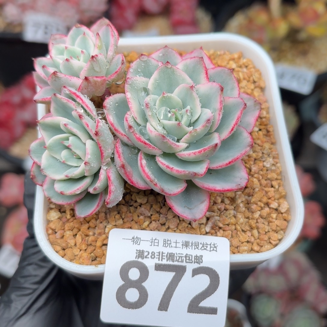 奶油黄桃锦无盆土发货