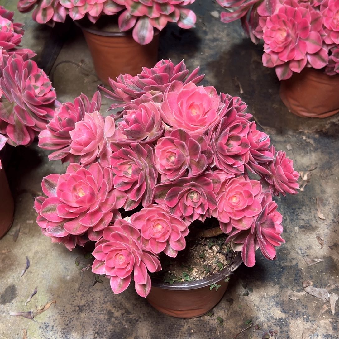 115多肉多肉多肉多肉多肉多肉多肉