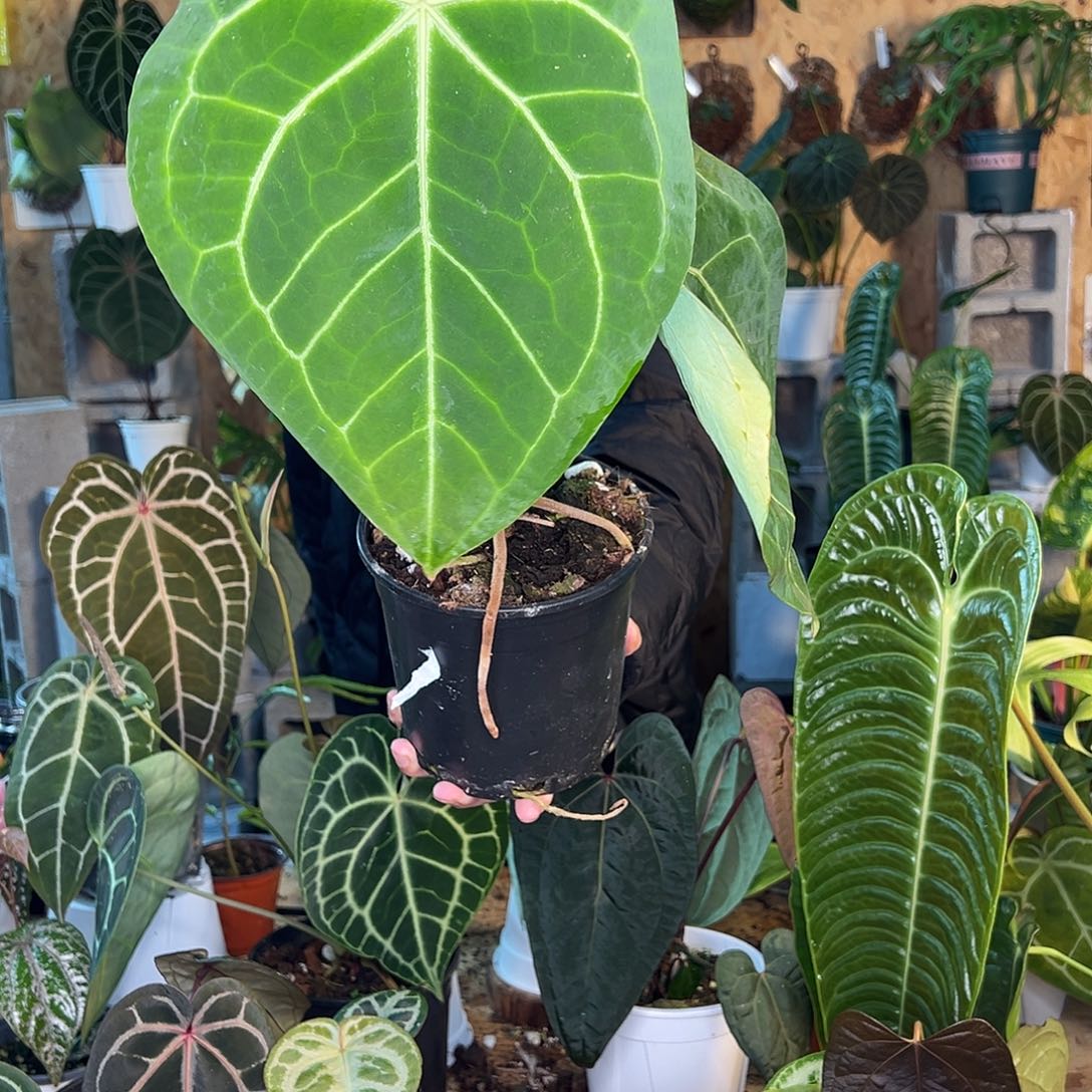 完全开放花烛老桩