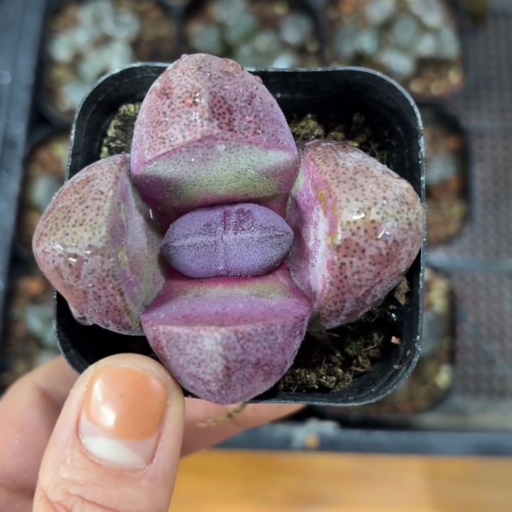 紫帝玉元宝多肉植物
