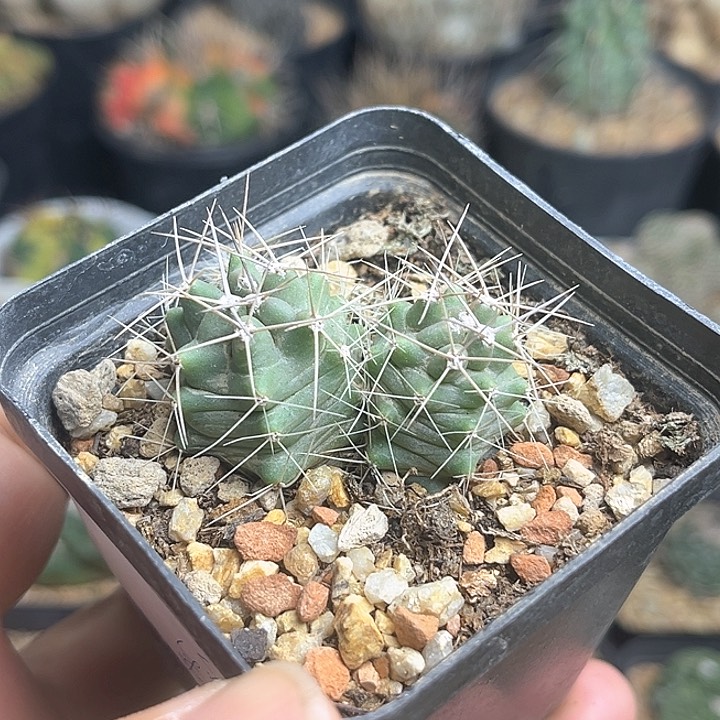 篝火虾实生球双头