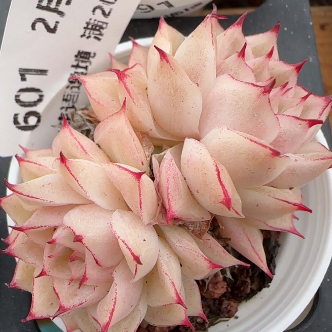 花语逸镜0203-601