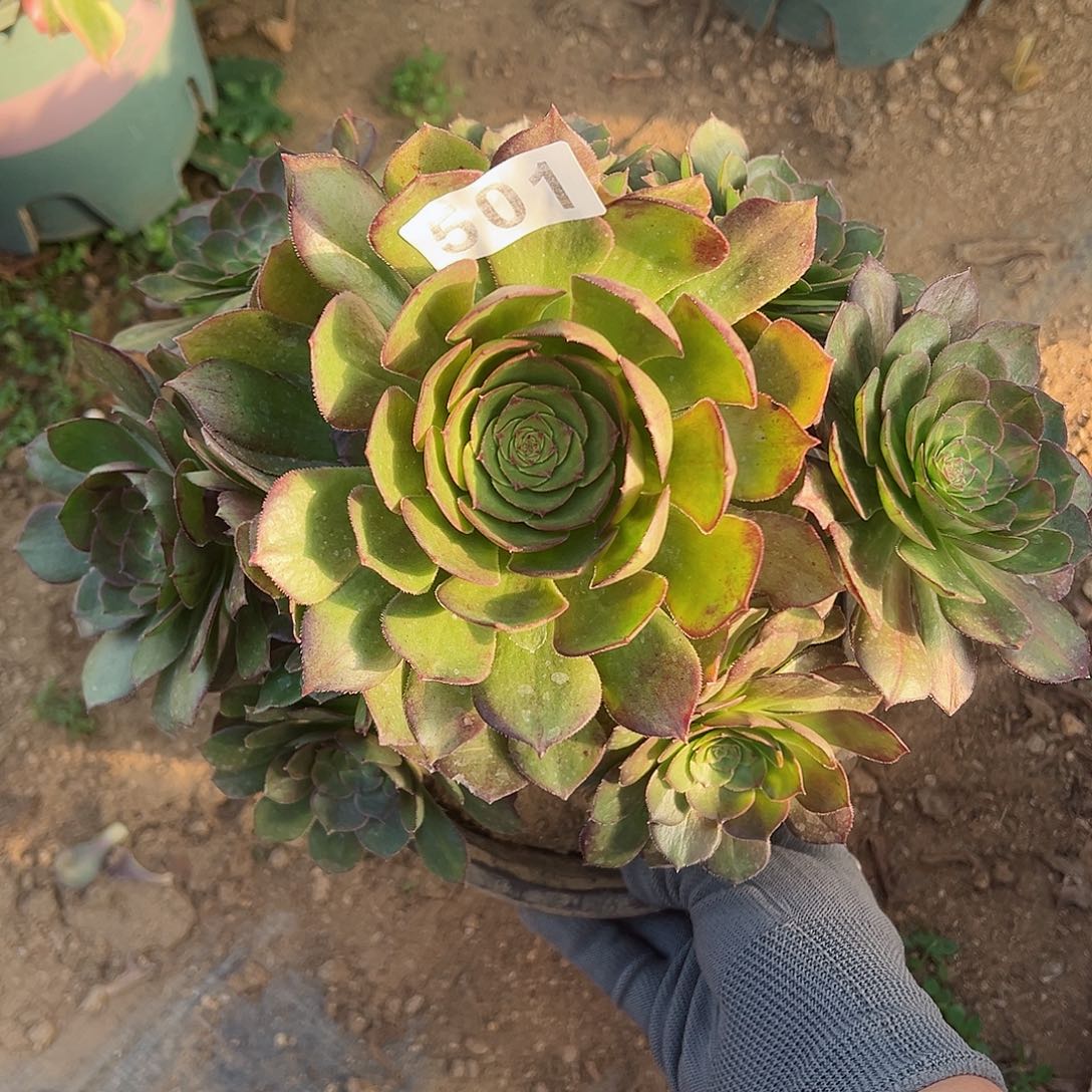 紫砂茶宠倾城中斑阴阳501