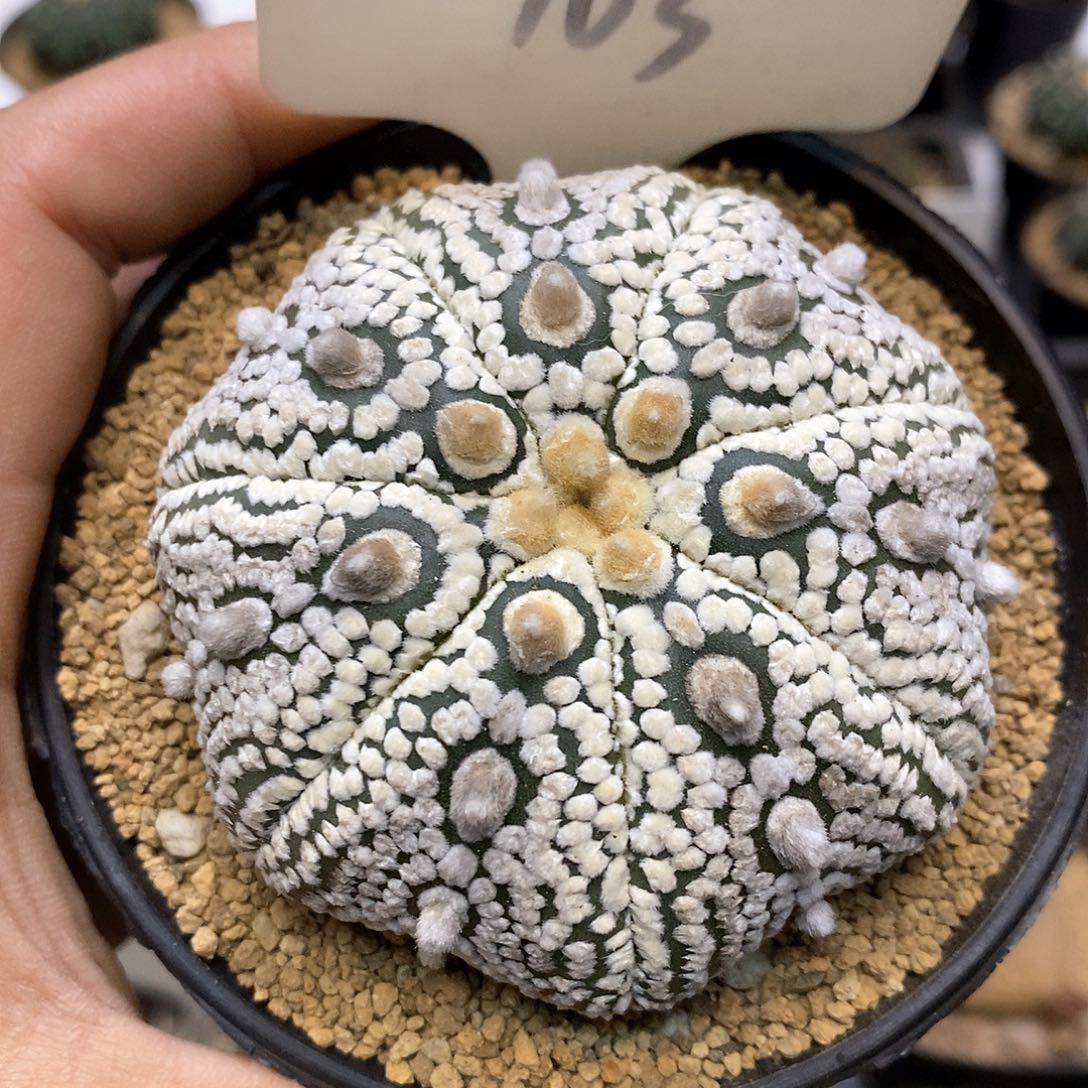 成田基因奇迹福利特价