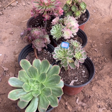 852多肉植物组合，