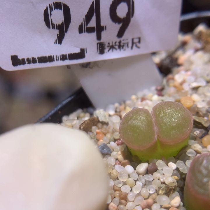 Sss精品生石花949