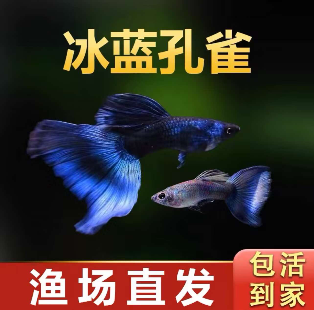 冰蓝孔雀鱼 稀有色（黑背景下发色明显）