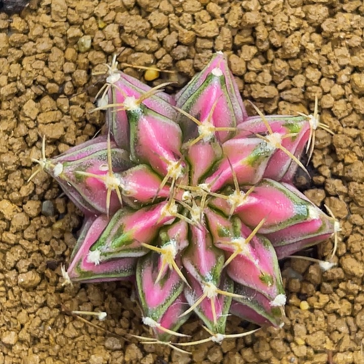 樱花水晶 一物一拍