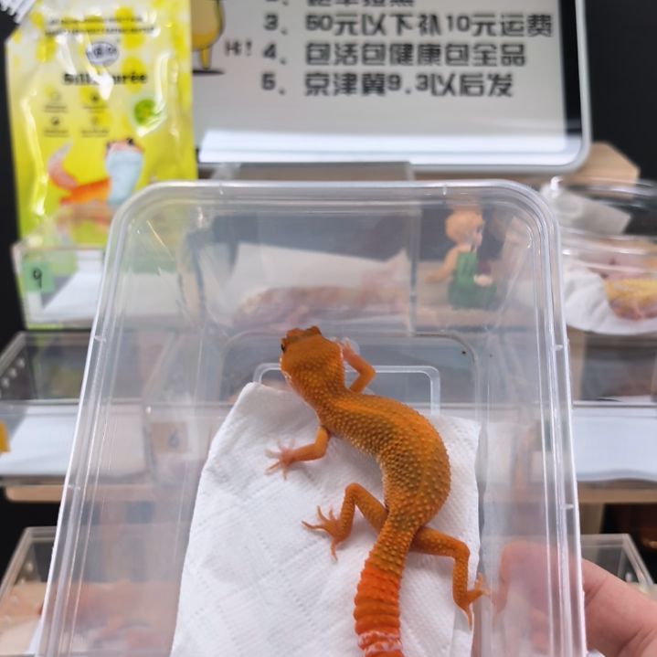 豹纹守宫蜜橘小亚成母