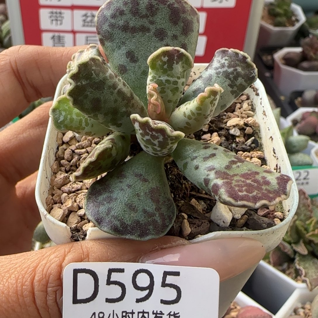 福利多肉。    595。    