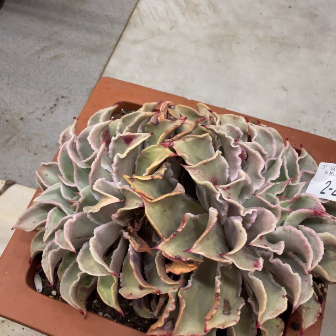 黑大帅多肉2.257饺子皮