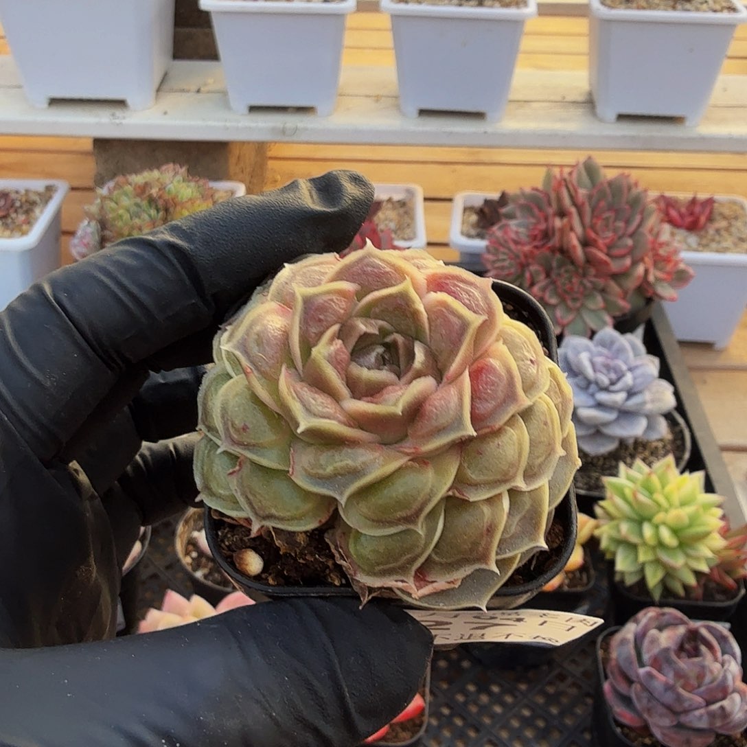 0104-27幽灵泡泡单头