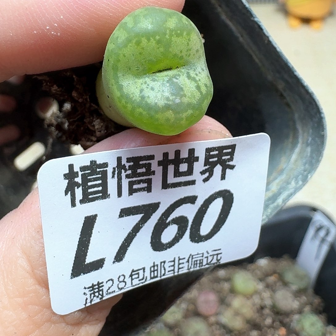 多肉植物的润泽地f