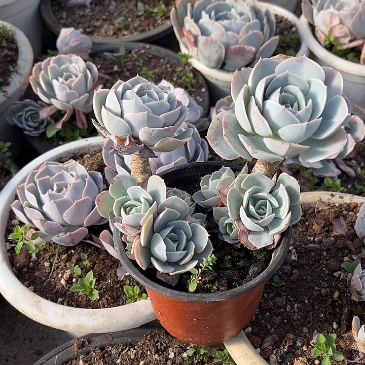 完全开放圣卡洛斯八加二