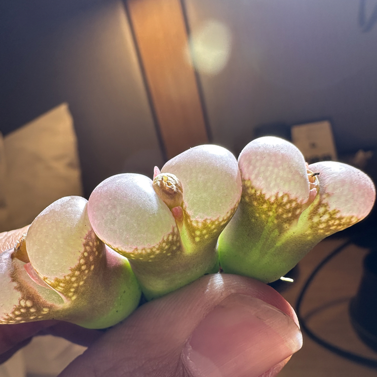 19多肉植物肉锥粉C10韩国定向株一颗