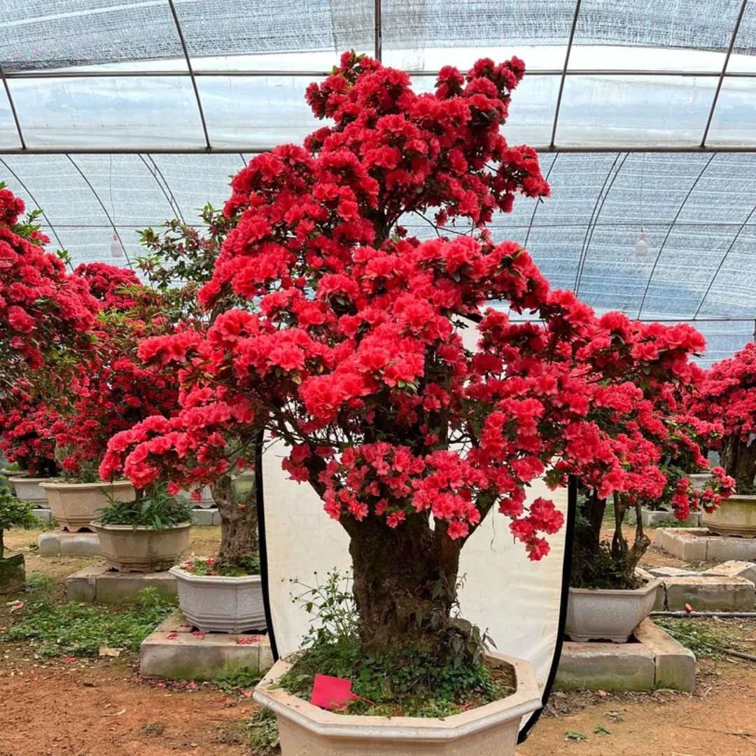 一物一拍多色杜鹃花老桩盆栽耐寒耐热适合别墅庭院露天养护