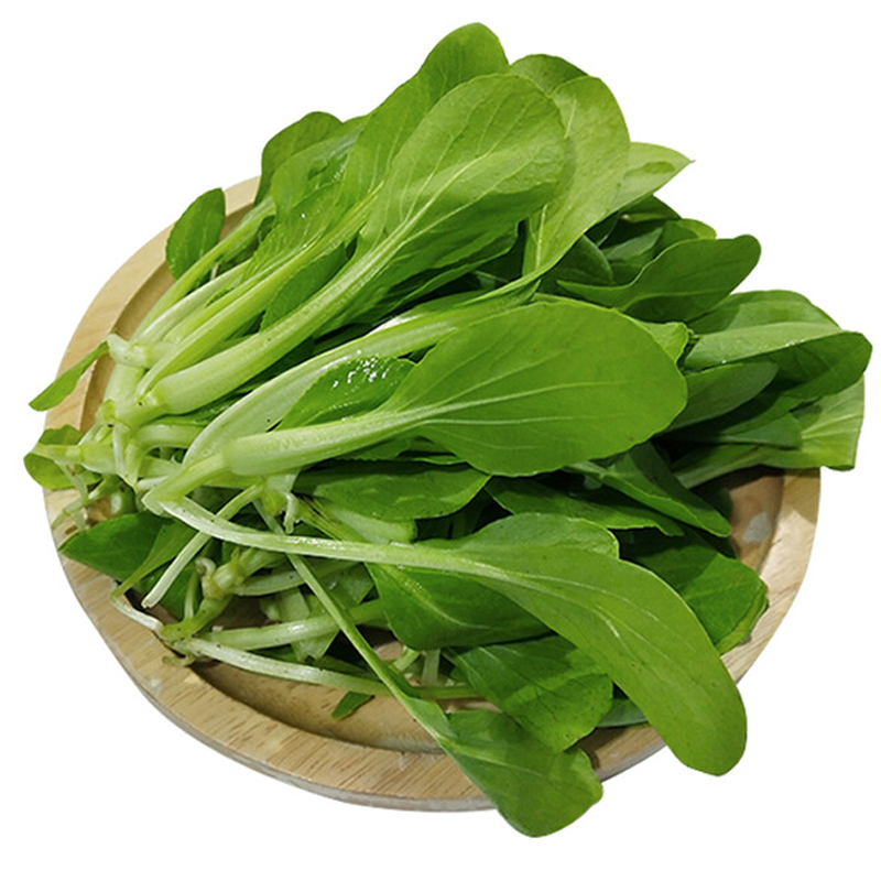 【散】鸡毛菜 约200g±20g/份聚鸡毛菜