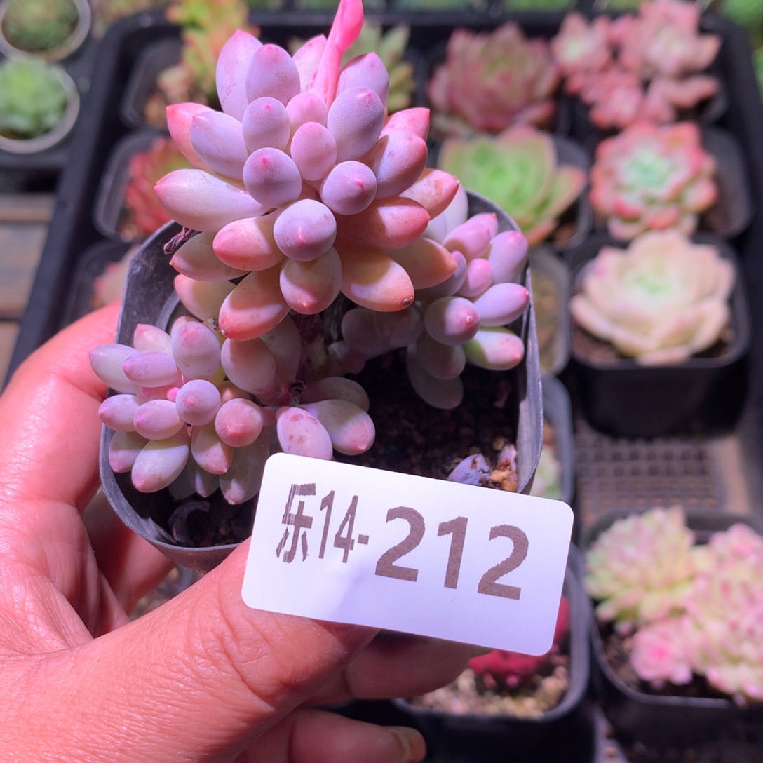 乐然14-212 婴儿手指 