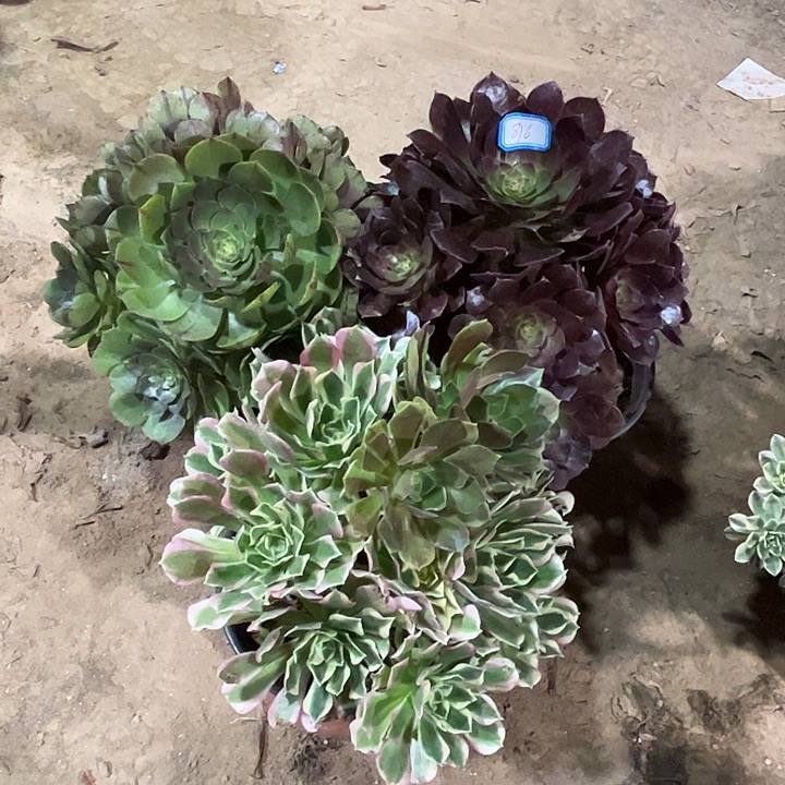 816多肉植物组合，瑕疵特价，