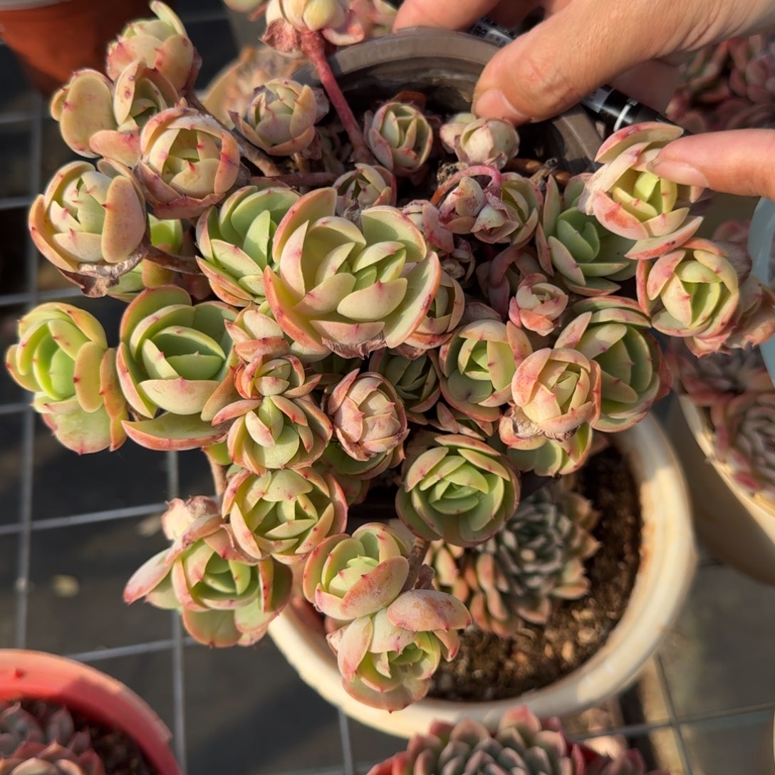 037号小叶碧桃多肉