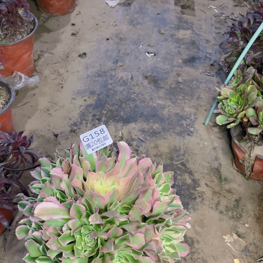 158白凤多肉法师