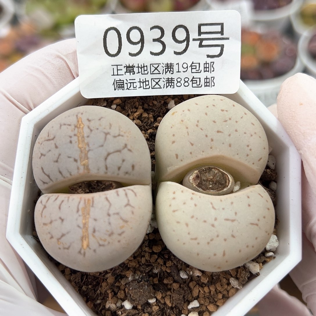 好养易活生石花大母本 0939