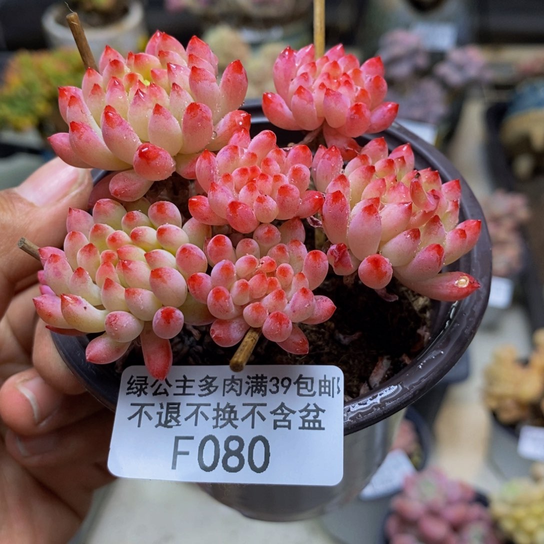 080烟花多肉不包整