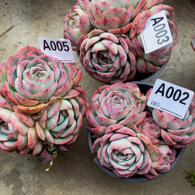 【闪购商品】安*多肉植物