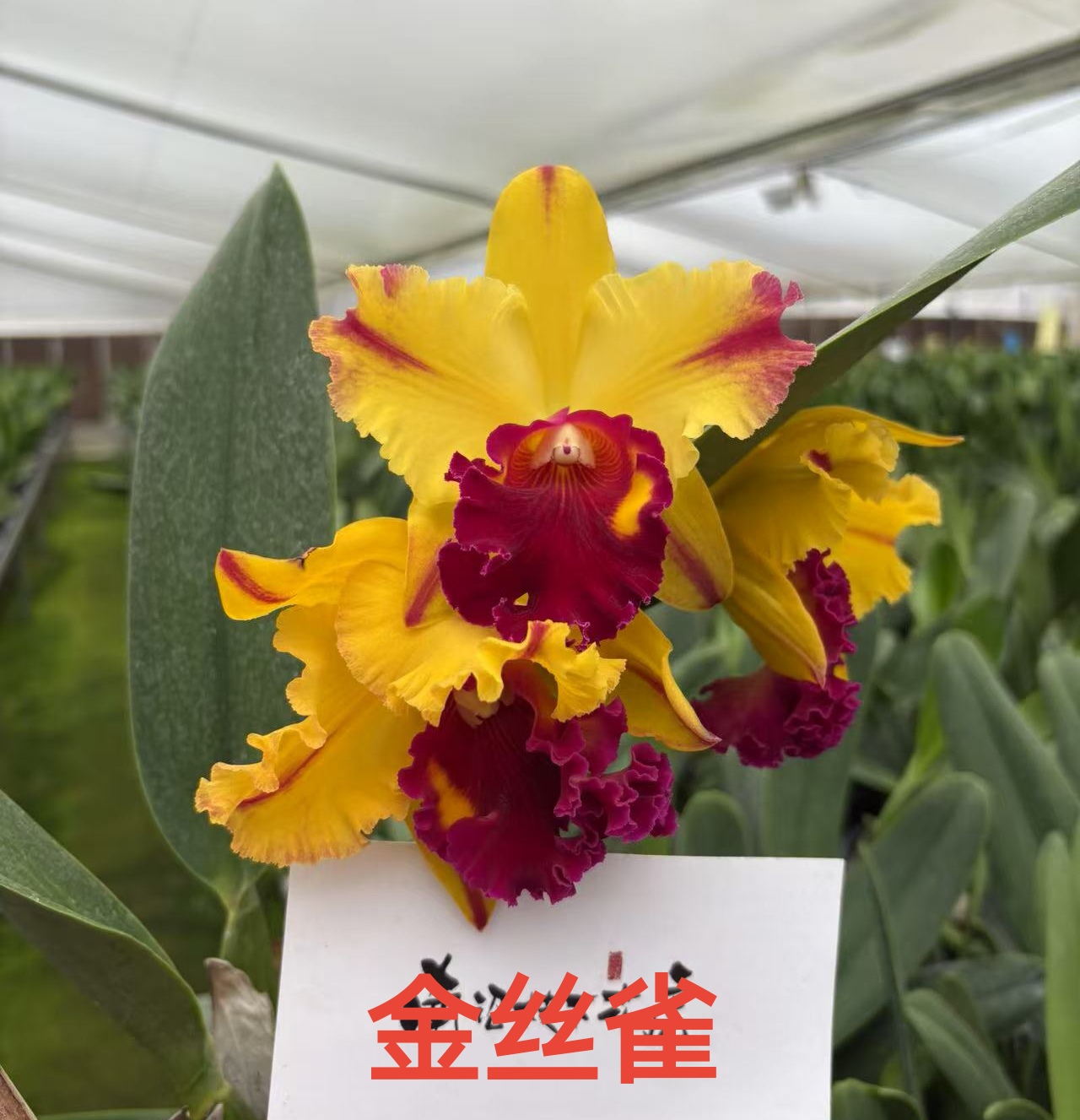 新款大花浓香颜色黄金多变卡特兰花卉盆栽朱顶红
