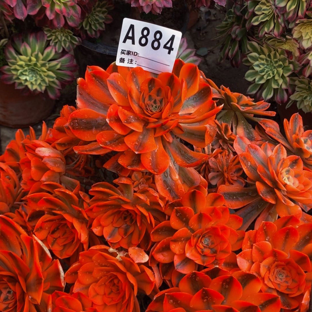 多肉植物法师锦欣玥法师