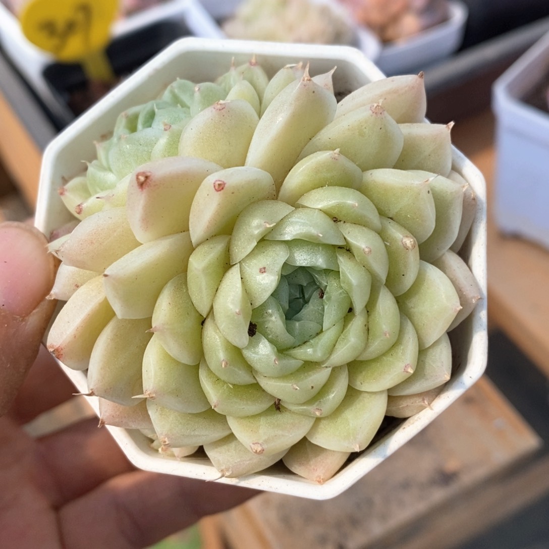 精品多肉一物一拍不包整142