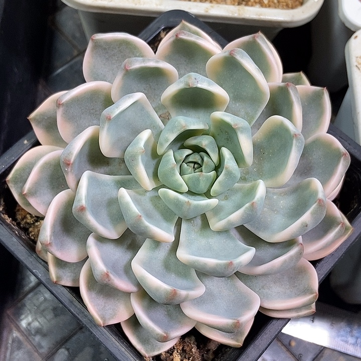 红粉佳人锦多肉植物