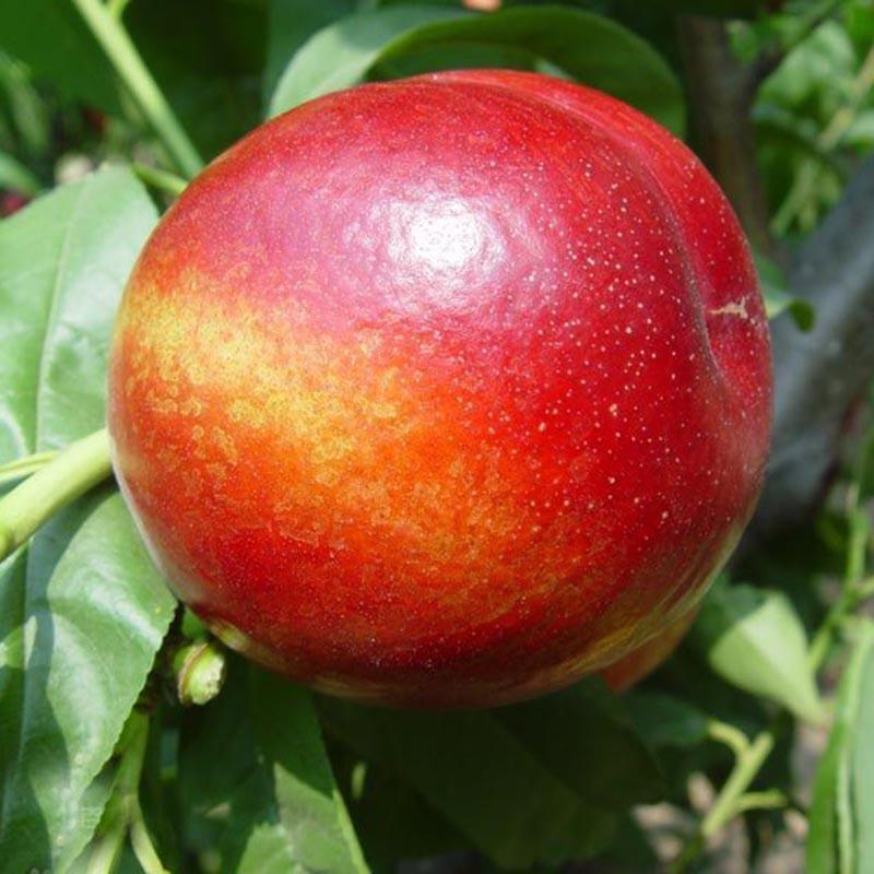 嫁接桃树苗曙光油桃树苗盆栽地栽油桃树苗南北方庭院种植果树苗