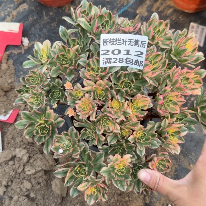 2012三号棚甜茶多肉