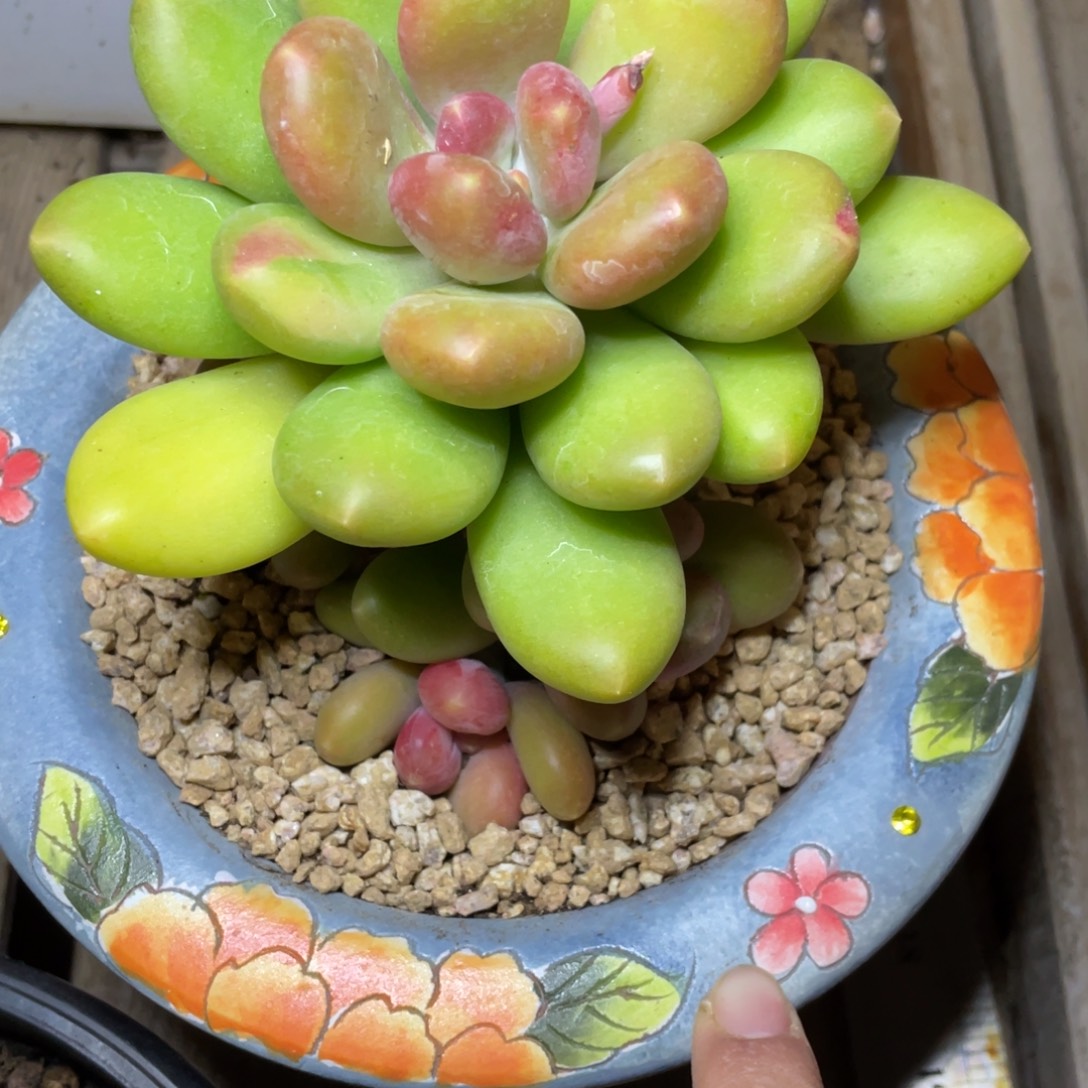 多肉植物的生长发育和