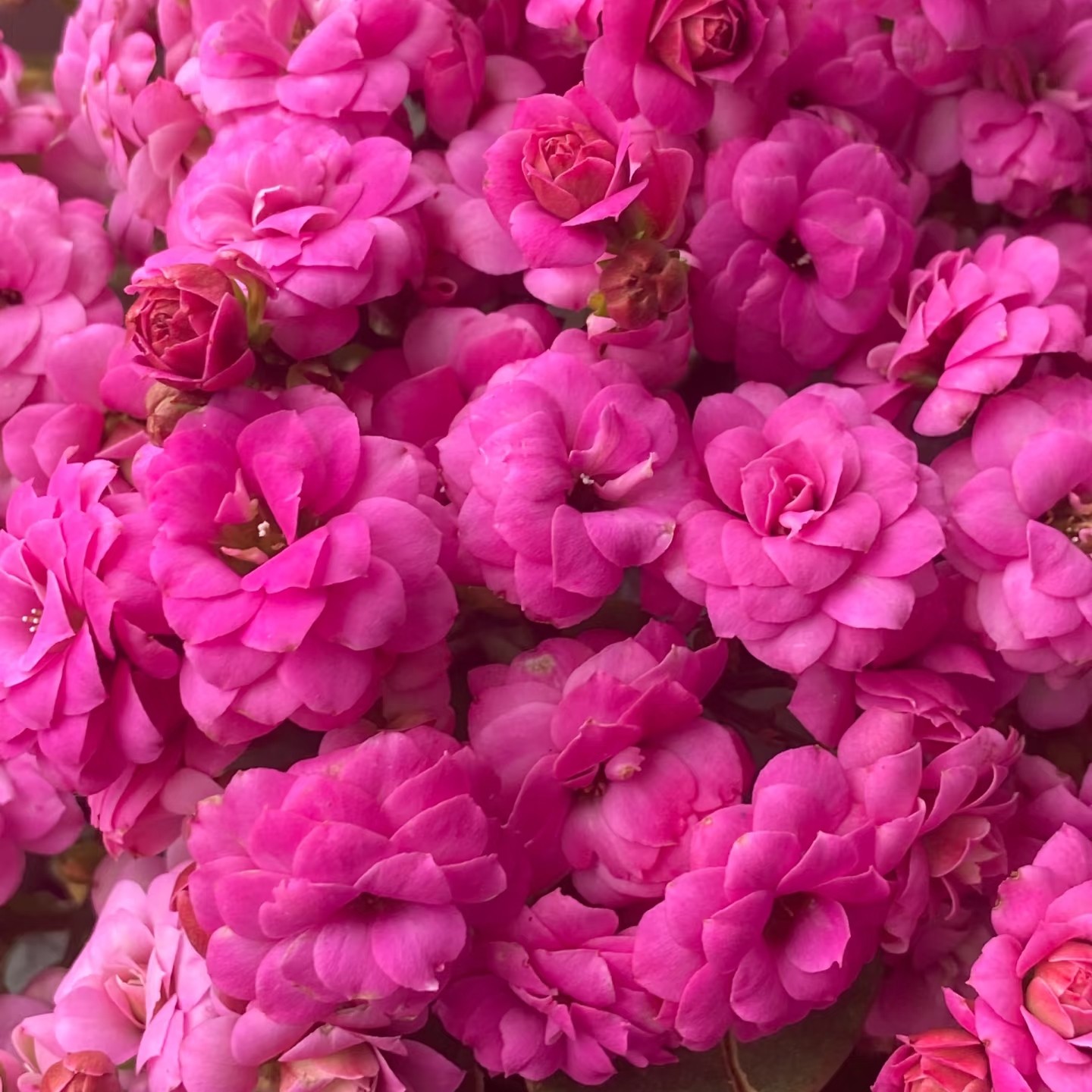 方蒂娜  重瓣带花苞 昊景130口径盆