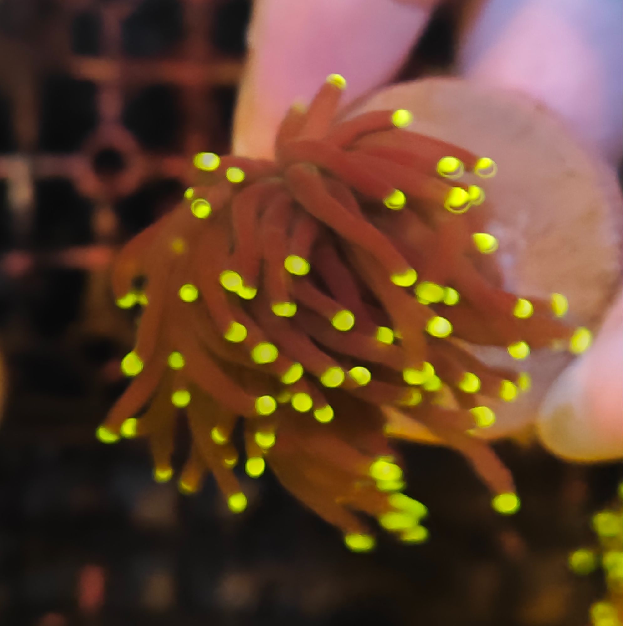 沙巴黑火柴海缸荧光观赏海洋生物适合新手