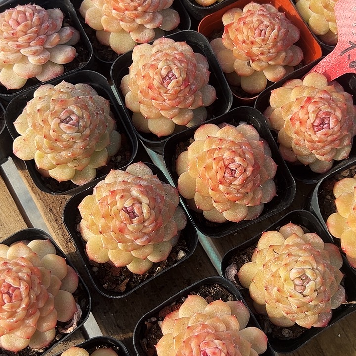 团094  晴初    福利