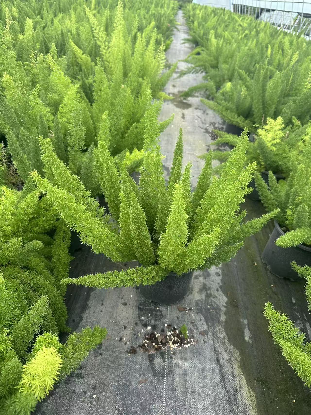狐尾天门冬观叶观花四季常绿植物耐热耐寒好养旺财绿植盆栽