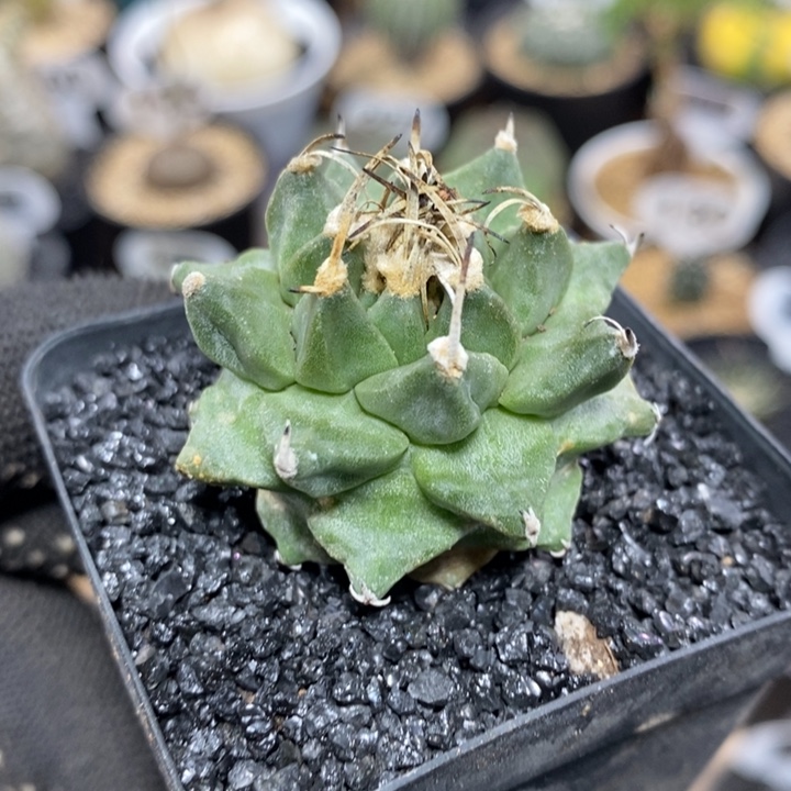 实生赤花娇丽78号4cm