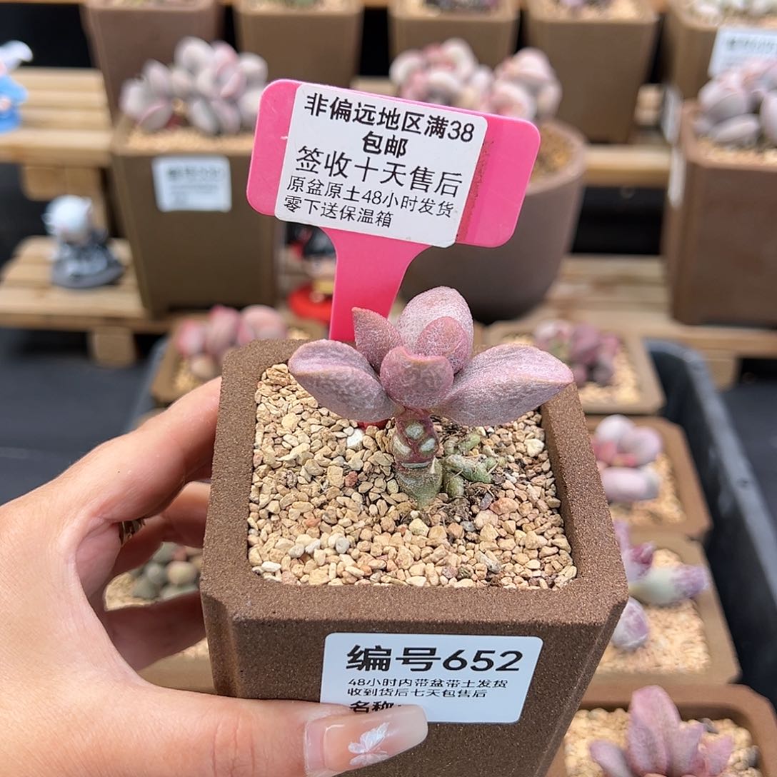 652甜心多肉植物