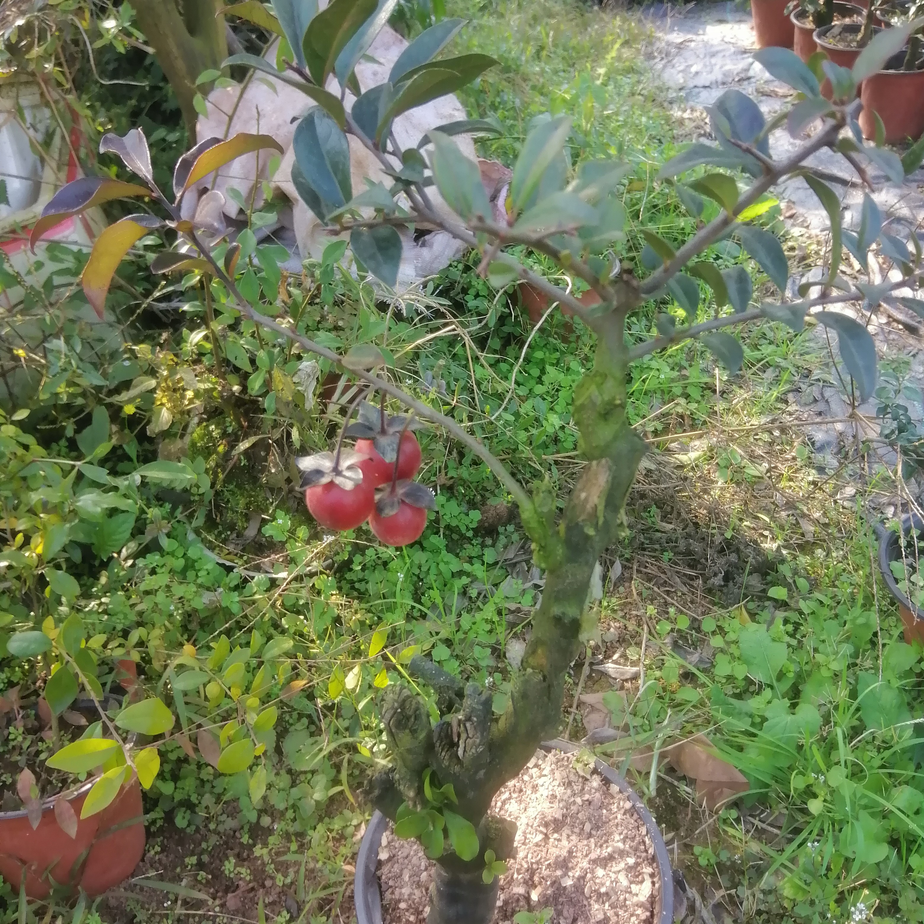 金弹子，灌木金弹子，直播间，一物一拍