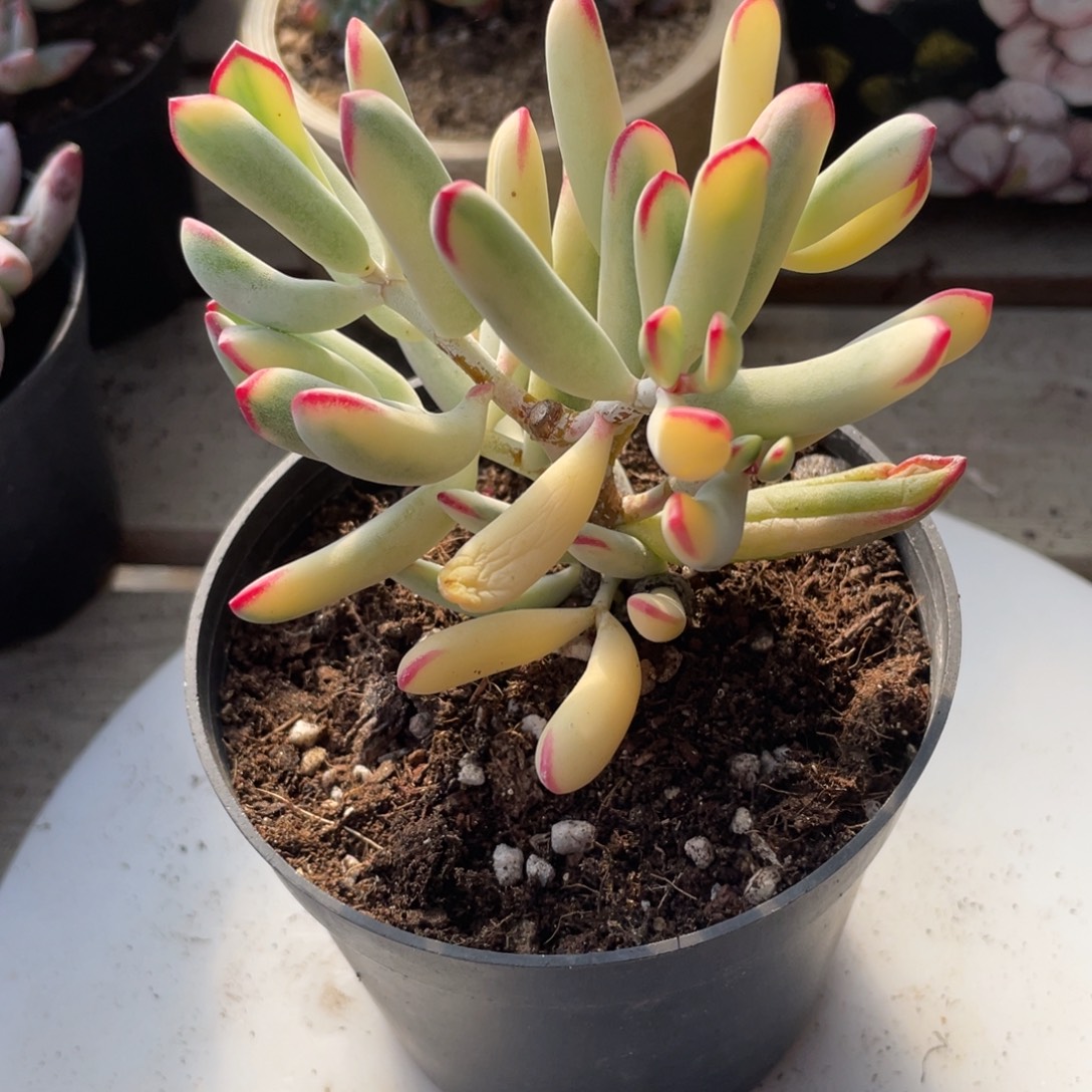 2808  棒叶福娘锦  六月六